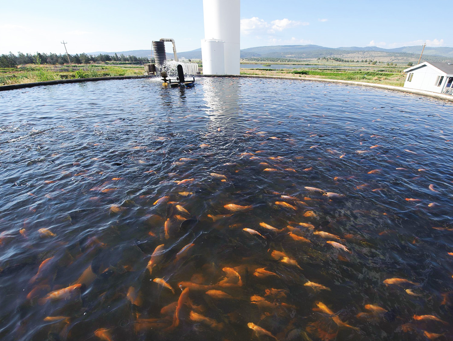 對水產養殖中亞硝酸鹽積累的主要原因及生態處理方法的探討